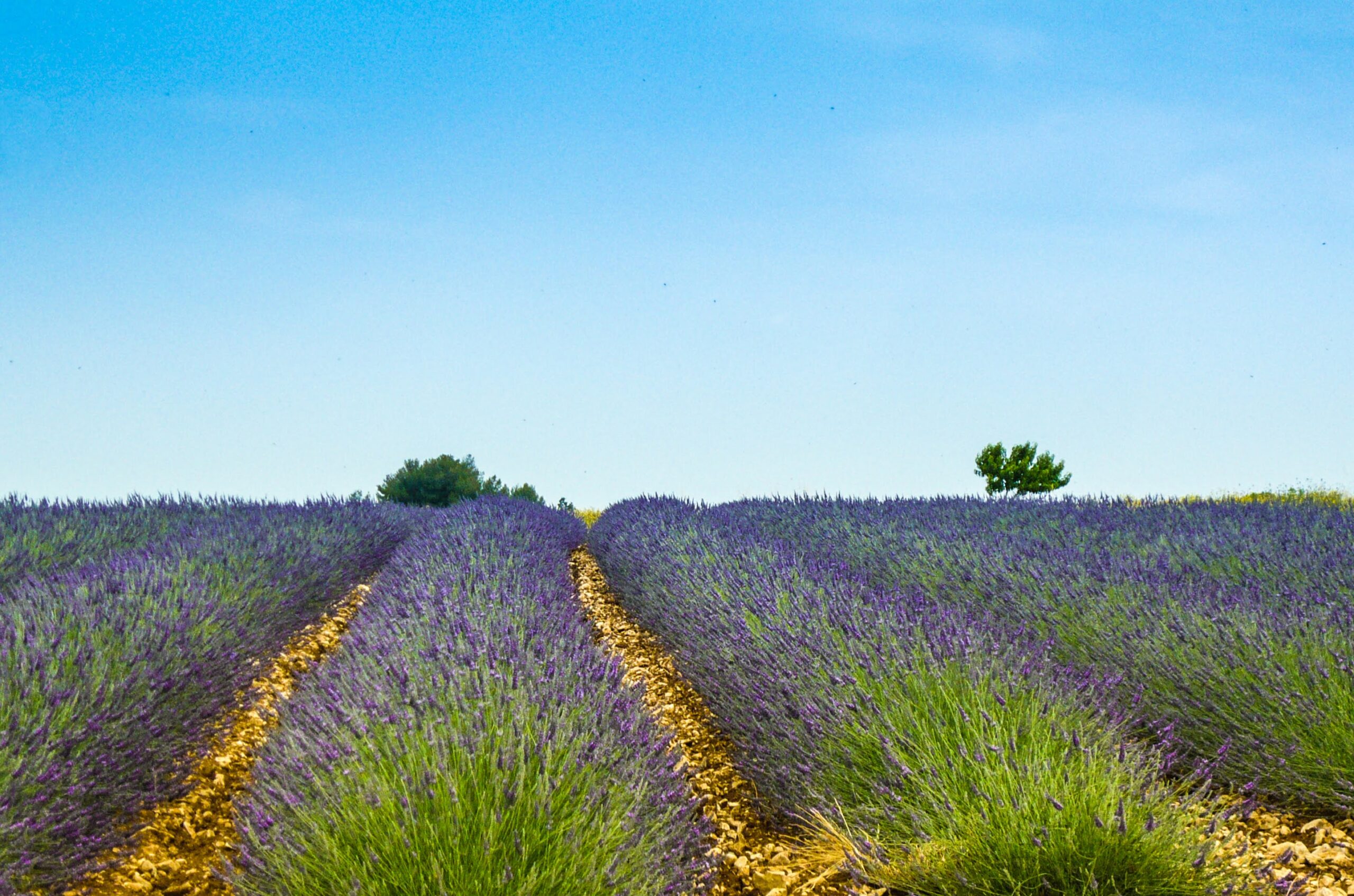 2023 – Le Gole del Verdon e il profumo di Lavanda